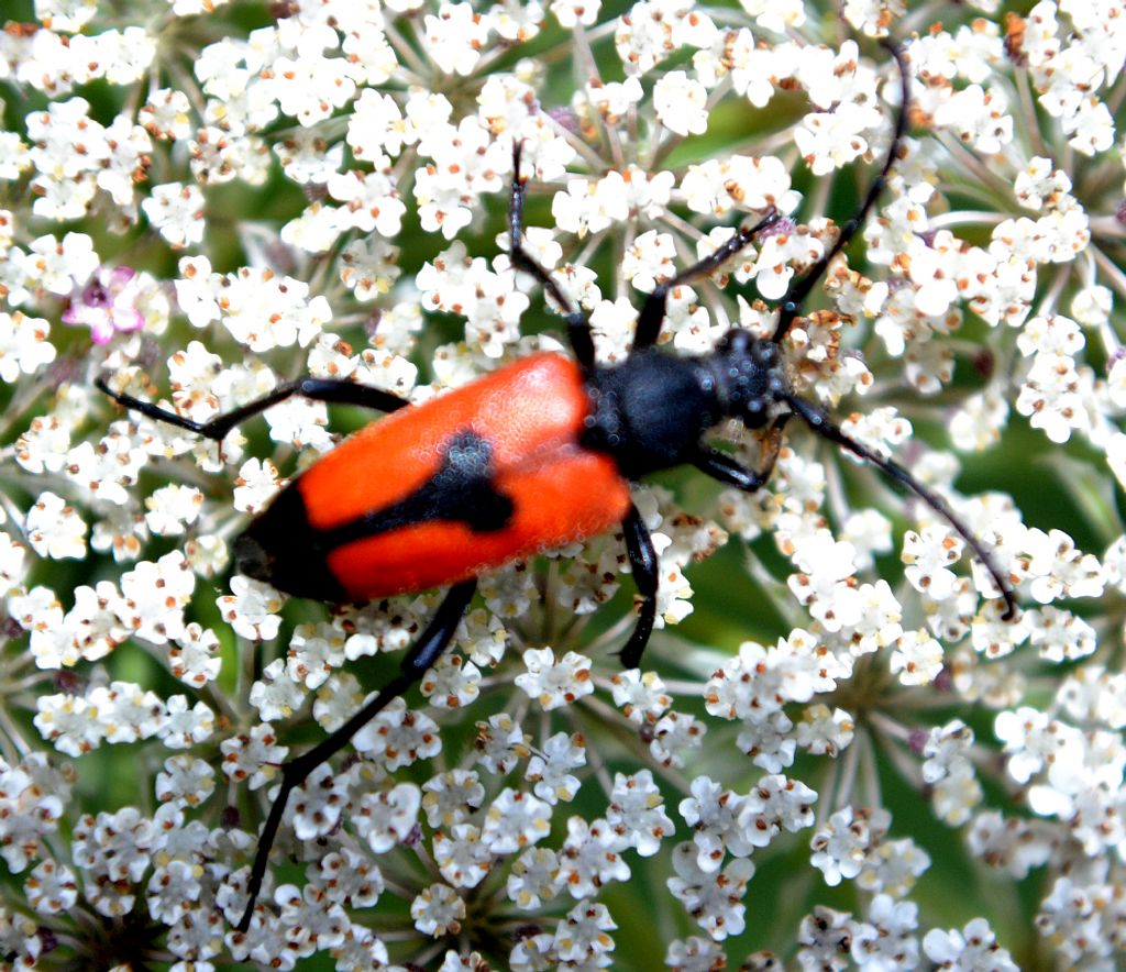 Detertminazione Coleottero: Meloe proscarabaeus ?